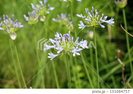 爽やか　アガパンサスの花 131084757