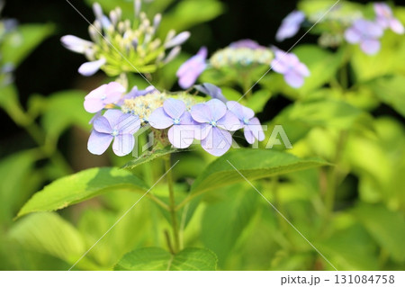 爽やか アジサイの花 爽やか アジサイの花 131084758