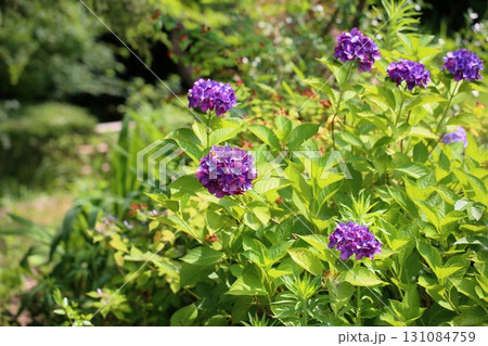 爽やか　アジサイの花 131084759