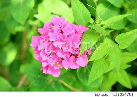 可愛い アジサイの花 可愛い アジサイの花 131084761
