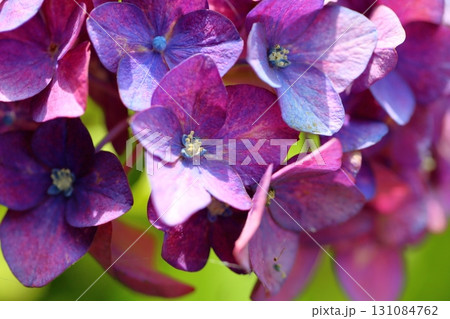 可愛い　真花　アジサイの花 131084762