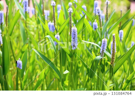 ポンテデリアの花 131084764