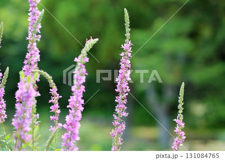 ミソハギの花 131084765