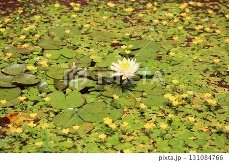 スイレンの花 131084766