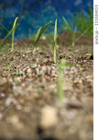秋に伸びるにんにくの芽 秋に伸びるにんにくの芽 131084833