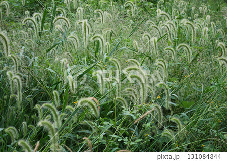 野に生える猫じゃらし 野に生える猫じゃらし 131084844