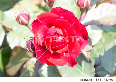 バラ（ユーロピアーナ） 131084860