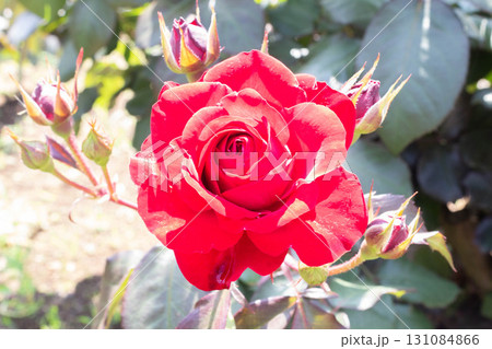 バラ（ユーロピアーナ） 131084866