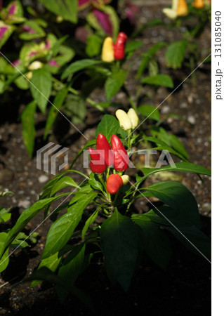可愛い観賞用トウガラシ 131085040
