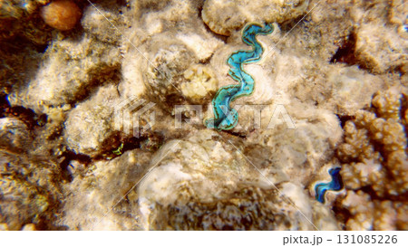 Underwater seascape on the coral reef in Red Sea, Egypt Underwater seascape on the coral reef in Red Sea, Egypt 131085226