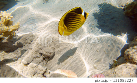 Underwater seascape on the coral reef in Red Sea, Egypt 131085227