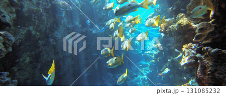 Underwater seascape on the coral reef in Red Sea, Egypt Underwater seascape on the coral reef in Red Sea, Egypt 131085232