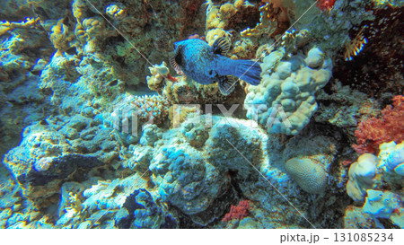 Underwater seascape on the coral reef in Red Sea, Egypt Underwater seascape on the coral reef in Red Sea, Egypt 131085234