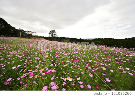 上原高原の満開のコスモス畑の景色 上原高原の満開のコスモス畑の景色 131085260