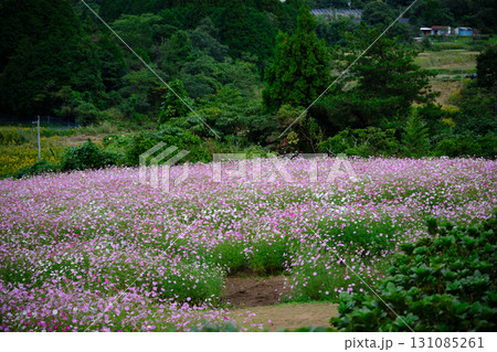 上原高原のコスモス 上原高原のコスモス 131085261