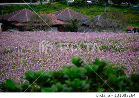 上原高原の満開に咲いたコスモス園 上原高原の満開に咲いたコスモス園 131085264