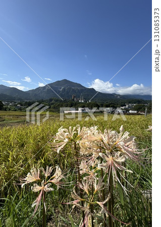 収穫の秋の終わりの田んぼと武甲山のあぜ道に咲く彼岸花 131085373