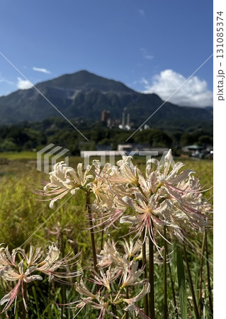 収穫の秋の終わりの田んぼと武甲山のあぜ道に咲く彼岸花 131085374