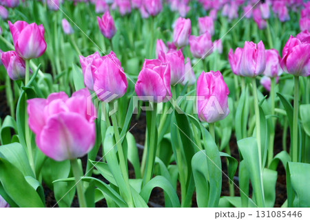 Tulips Flower 131085446
