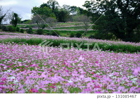 上原高原の秋桜 上原高原の秋桜 131085467