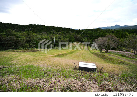 上原高原の草スキー 上原高原の草スキー 131085470
