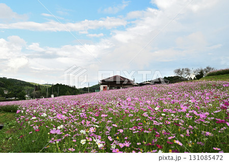 美しい上原高原コスモス園の自然 美しい上原高原コスモス園の自然 131085472