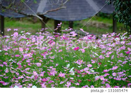 かわいいコスモスが咲く公園 かわいいコスモスが咲く公園 131085474
