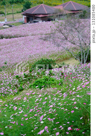 上原高原とコスモスの景色 上原高原とコスモスの景色 131085480