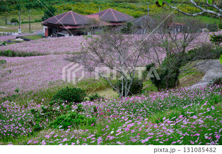 綺麗なコスモスが広がる上原高原 131085482