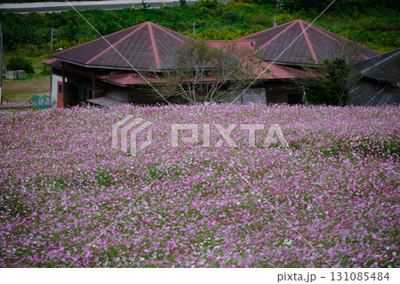 上原高原に咲く満開のコスモスの自然風景 上原高原に咲く満開のコスモスの自然風景 131085484