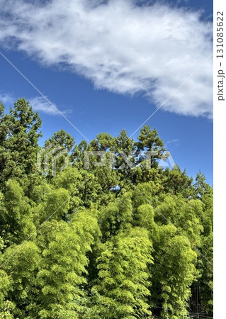 青空に映える新緑 131085622
