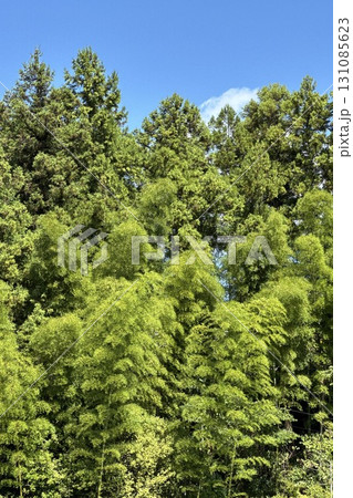 青空に映える新緑 131085623