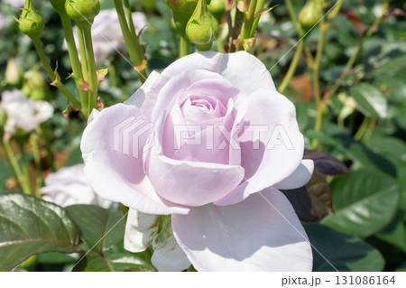 バラ(ブルー・バユー) バラ(ブルー・バユー) 131086164