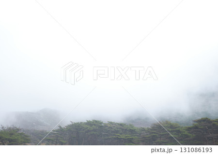 濃い霧に包まれる森 131086193