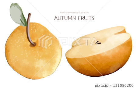 水彩で描いた梨のイラスト 131086200