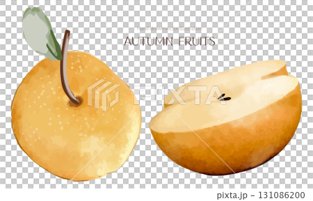 水彩で描いた梨のイラスト 131086200