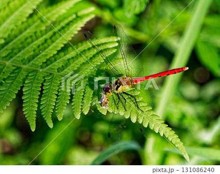 トンボ科アカネ属ヒメアカネ♂ 131086240