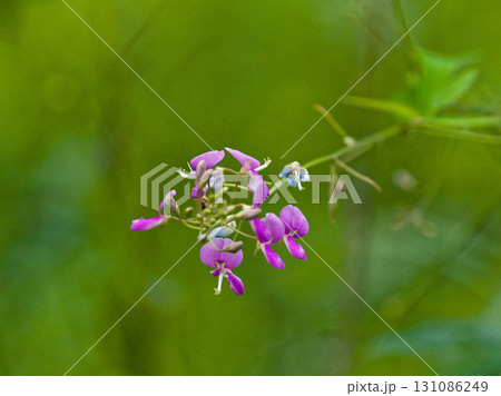 ひっつき虫マメ科ヌスビトハギの花 131086249