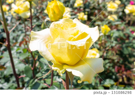 バラ（ゴールデン・メダイヨン） 131086298