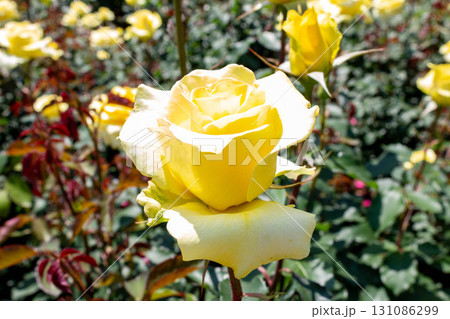 バラ(ゴールデン・メダイヨン) バラ(ゴールデン・メダイヨン) 131086299