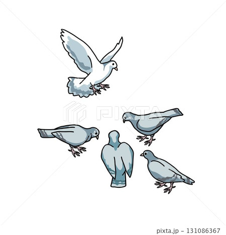 a group of pigeons pecking at the ground on white background a group of pigeons pecking at the ground on white background 131086367