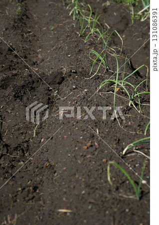 畑に植え付ける玉葱の苗 131086391