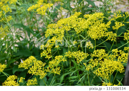 オミナエシ　Golden Lace 131086534