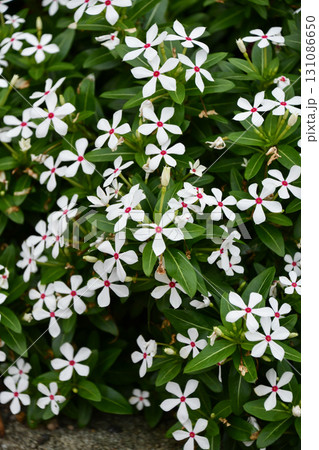 ニチニチソウ 「フェアリースター」　Catharanthus roseus 'Fairy Star' 131086650