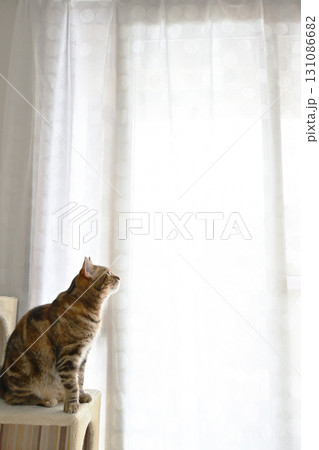 窓辺とカーテンと猫 131086682