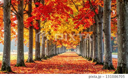 《AI画像》紅葉した秋の森林 131086705