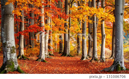 《AI画像》紅葉した秋の森林 131086706