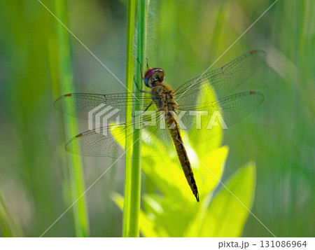 世界を旅するトンボ トンボ科ウスバキトンボ♀ 世界を旅するトンボ トンボ科ウスバキトンボ♀ 131086964