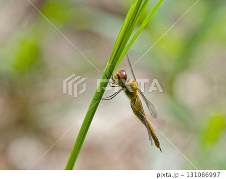 秋のトンボ ウスバキトンボ♀ 秋のトンボ ウスバキトンボ♀ 131086997