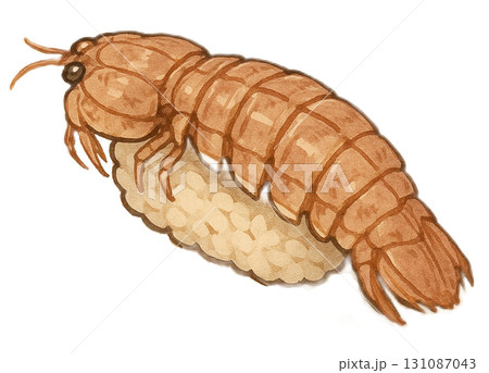 しゃこの握り寿司(1貫)のイラスト 131087043